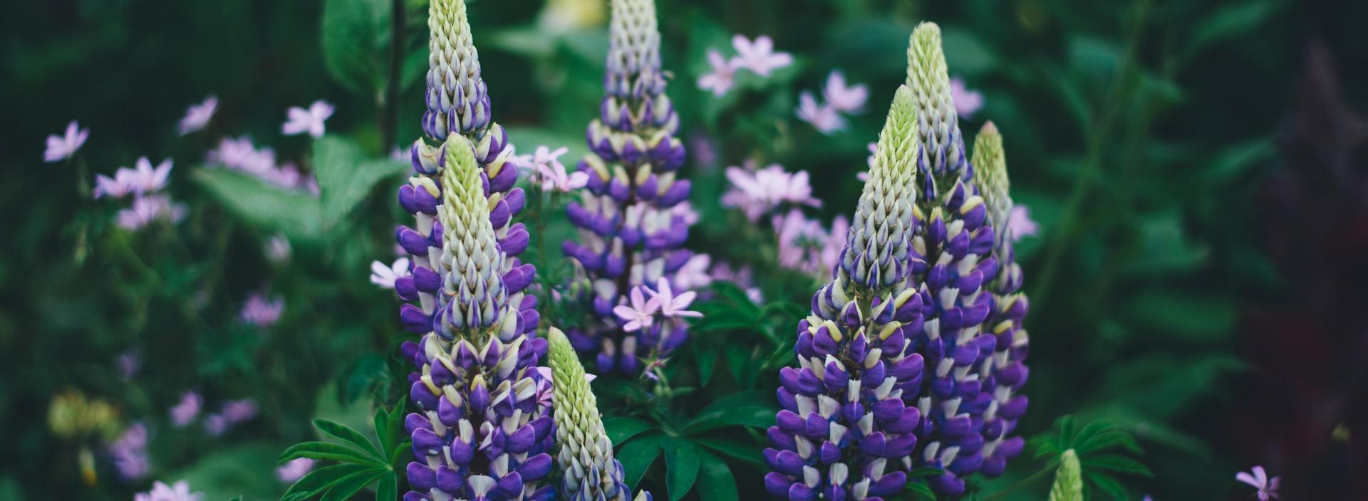 Lupinus polyphyllus