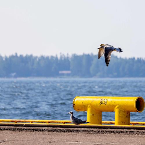 Lintu lentää pollarin yli 